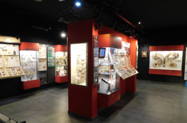 Łeba Atrakcja Muzeum Muzeum Motyli Łeba