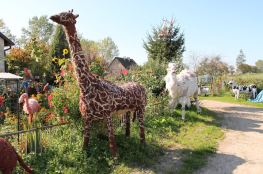 Cieszyn Atrakcja Zoo Wełniane zoo w Cieszynie
